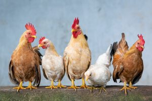 Clucking Good Times: The Quirky Charm of Chicken Drop in San Pedro
