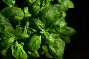 Taste the Island: A Culinary Journey Through San Pedro's Belizean Flavors