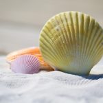 Sandy Toes and Gourmet Flavors: A Guide to San Pedro's Beachfront Dining